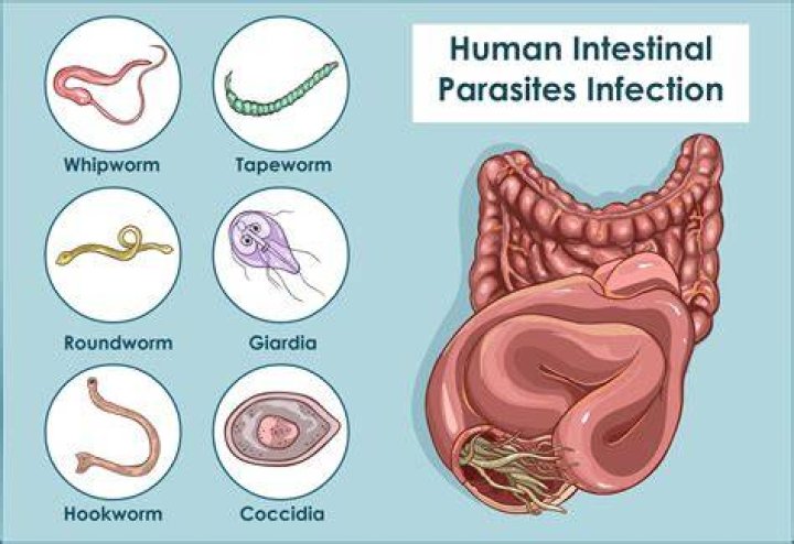 Can parasites affect blood sugar?